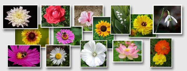 Collage de floresnaturaleza — Foto de Stock