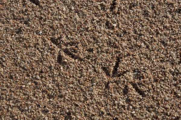 Huellas de aves en la arena —  Fotos de Stock