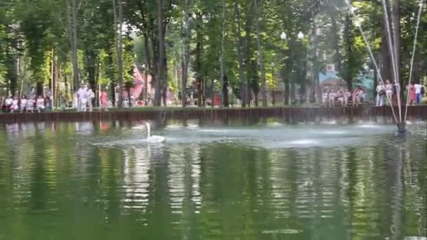 Лебедь на озере с фонтаном в парке — стоковое видео