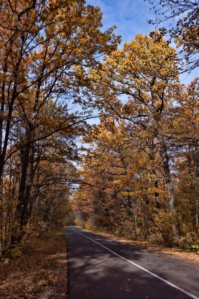 落葉樹の秋の森の中の道路 10月中旬晴れ — ストック写真