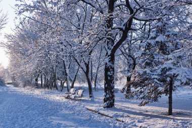 Kış parkında. Etrafındaki her şey etkileyici bir kar tabakasıyla kaplı. Akşamları güneş ışığı