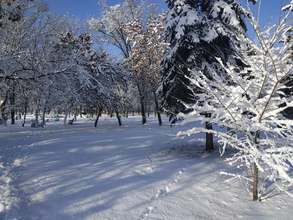 Winter Park Everything Covered Impressive Layer Snow Solar Lighting — Stock Photo, Image