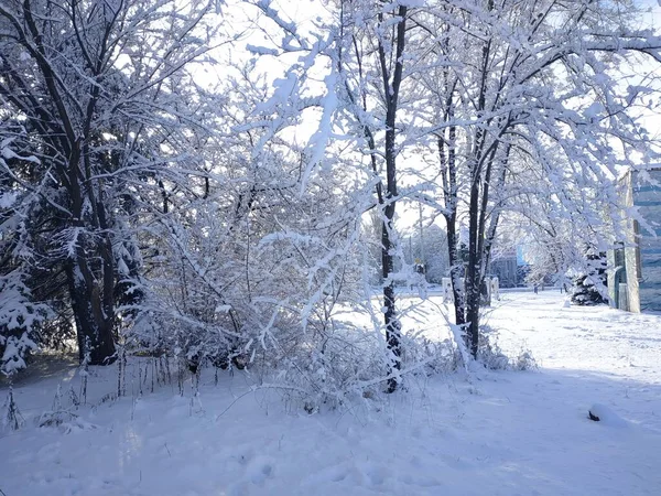 Winter Park Everything Covered Impressive Layer Snow Solar Lighting — Stock Photo, Image