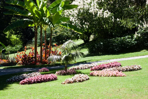 Japon muz ağacı ve konserve çiçekleri Uberlingen şehir bahçesinde