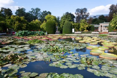 STUTTGART, WILHELMA, GERMANY - AUGUST 25, 2022: Tropical water lilies in the Wilhelma zoological and botanical garden in Stuttgart