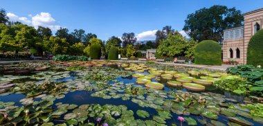 STUTTGART, WILHELMA, GERMANY - AUGUST 25, 2022: Tropical water lilies in the Wilhelma zoological and botanical garden in Stuttgart