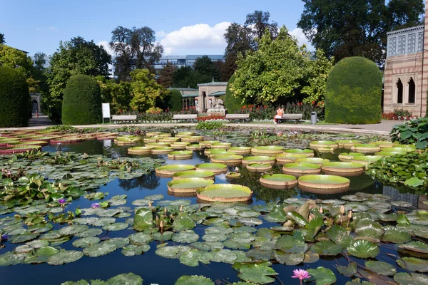 STUTTGART, WILHELMA, GERMANY - AUGUST 25, 2022: Tropical water lilies in the Wilhelma zoological and botanical garden in Stuttgart