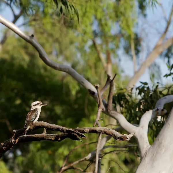 Kookaburra — Stockfoto