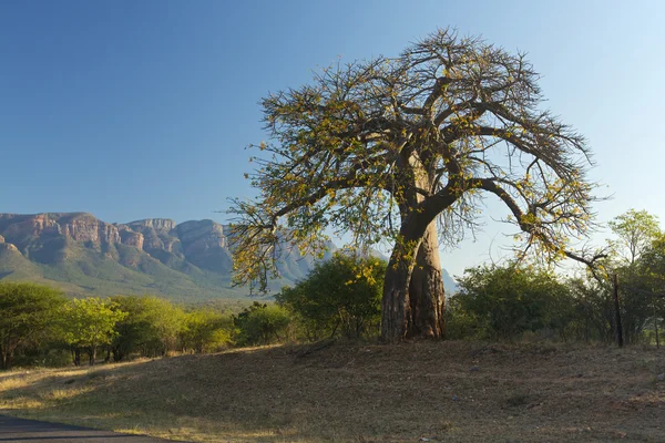 South africa baobab Stock Photos, Royalty Free South africa baobab Images |  Depositphotos