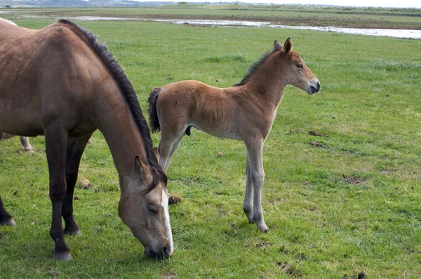 Paard merrieveulen — Stockfoto