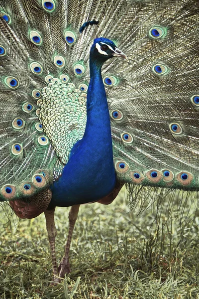 Pavão — Fotografia de Stock