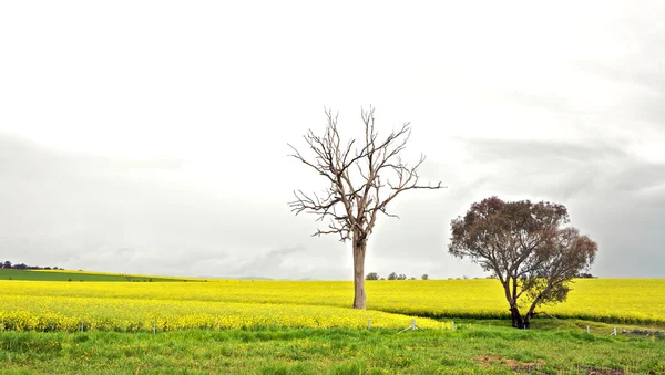 Baum in einer Ernte — Stockfoto