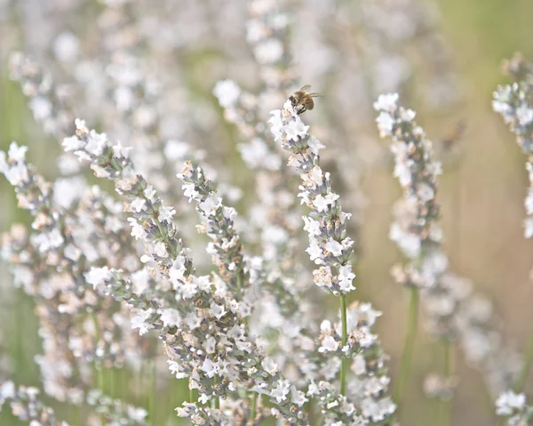 Flores de lavanda — Foto de Stock