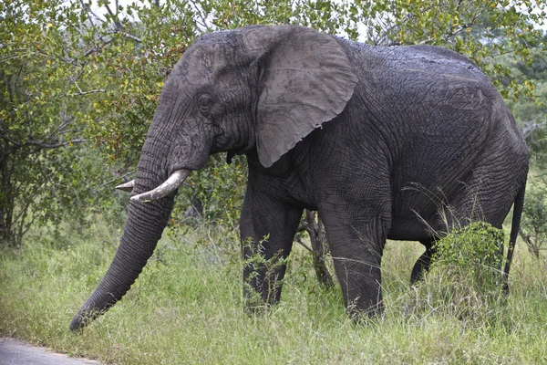 Elefant — Stockfoto