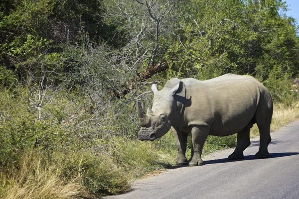 Beyaz rhino — Stok fotoğraf