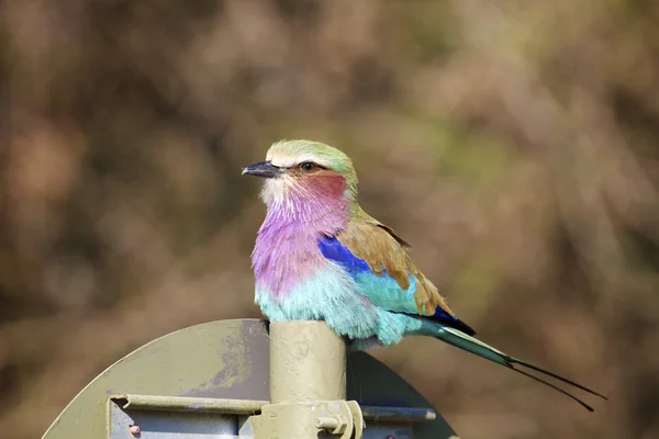 Lilac breasted roller — Stock Photo, Image