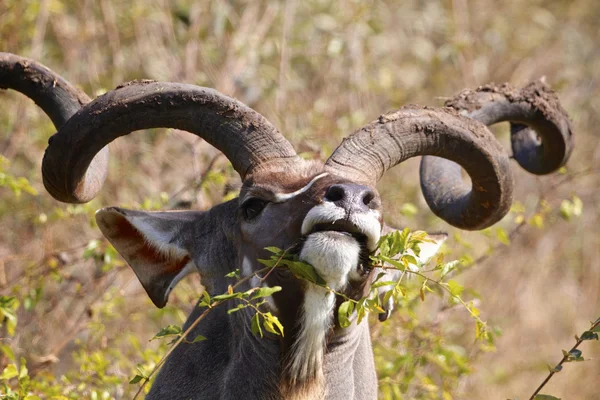 Kudu — Zdjęcie stockowe