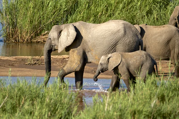 Elephants drinking — Zdjęcie stockowe