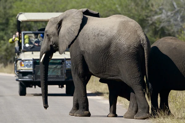 Elephants and tourist — Stock Photo, Image