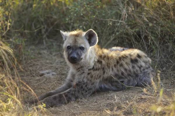 Cub, Hyaena. — Fotografia de Stock