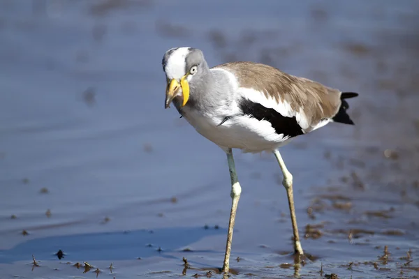 Vit krönt strandpipare — Stockfoto