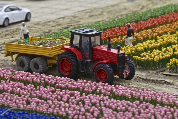 Tulips, Miniature Town, Netherlands — Stock Photo, Image