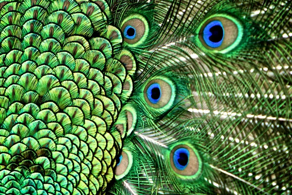 Peacock Feather — Stock Photo, Image