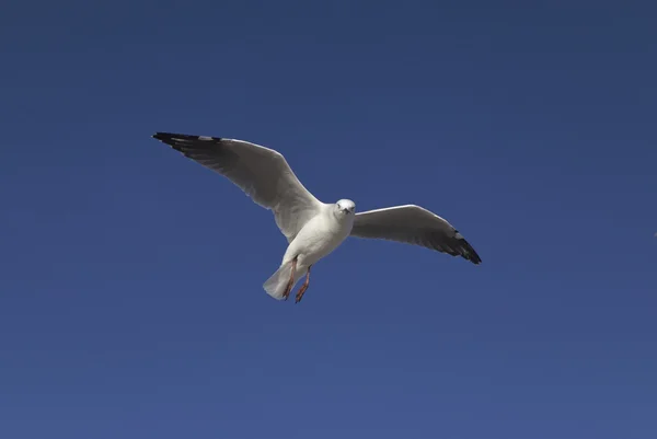 นกนางนวลบินบนท้องฟ้า — ภาพถ่ายสต็อก