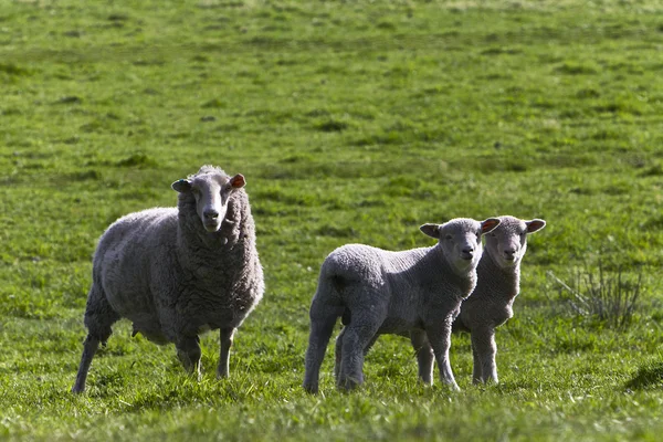 Junge Lämmer auf dem Feld — Stockfoto