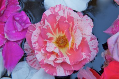 Güller çiçek göster