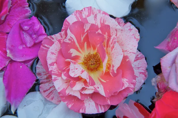 Güller çiçek göster