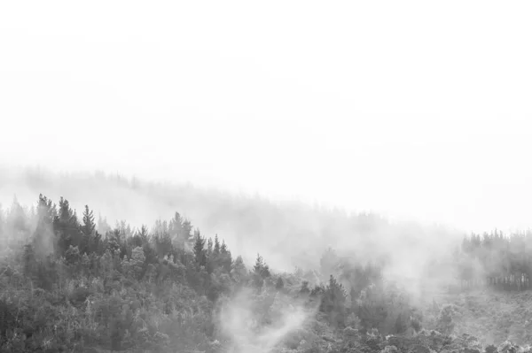Moody Bosque Niebla Fondo Escénico Bosques Invierno Silueta Árboles Ladera — Foto de Stock