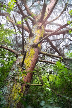 Yaşlı kozalaklı çam ağacı gövdesi ve orman yapraklarında yeşil yosun.