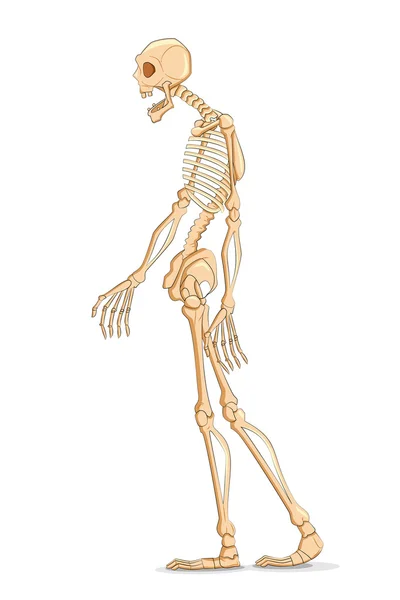Skelton — Vettoriale Stock