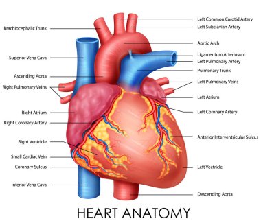 illustration of Healthcare and Medical education drawing chart of Human Heart anatomy for Science Biology study