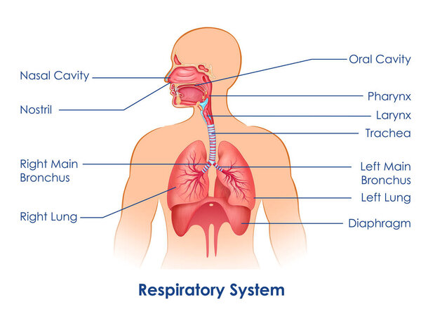 иллюстрация схемы здравоохранения и медицинского образования Исследование биологии дыхательной системы человека для науки