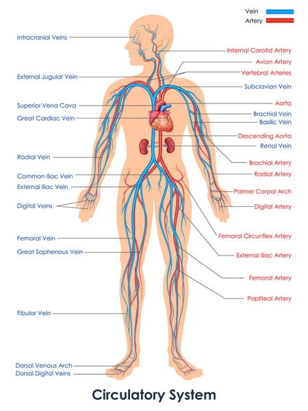 Illustration Healthcare Medical Education Drawing Chart Human Circulatory System Anatomy — Vector de stock