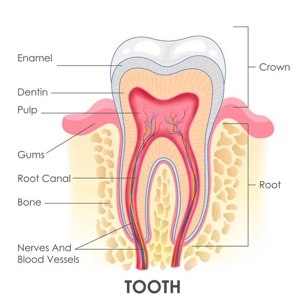 Illustration Healthcare Medical Education Drawing Chart Human Tooth Anatomy Science — Vector de stock