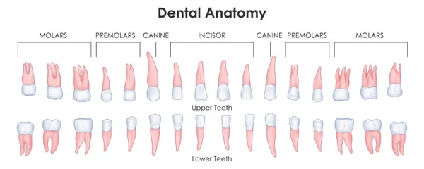 Illustration Healthcare Medical Education Drawing Chart Human Dental Anatomy Science — Stock Vector
