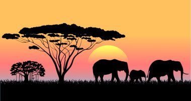 Afrika savana bir akşam peyzaj