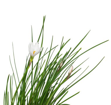 Beyaz Frezya çiçeği