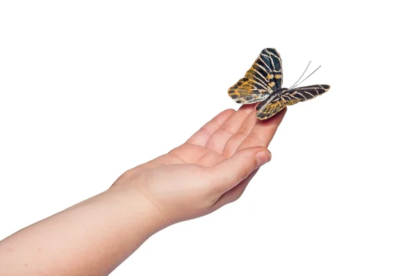 Mano humana con mariposa —  Fotos de Stock