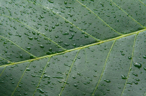 Grünes Blatt — Stockfoto