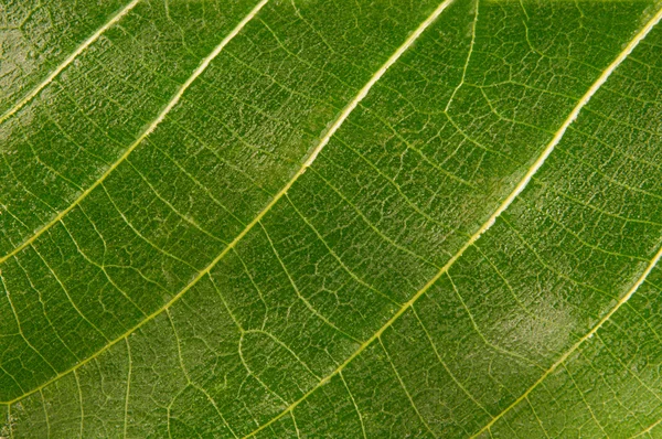 Grünes Blatt Hintergrund — Stockfoto