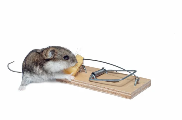 Mouse and mousetrap — Stock Photo, Image