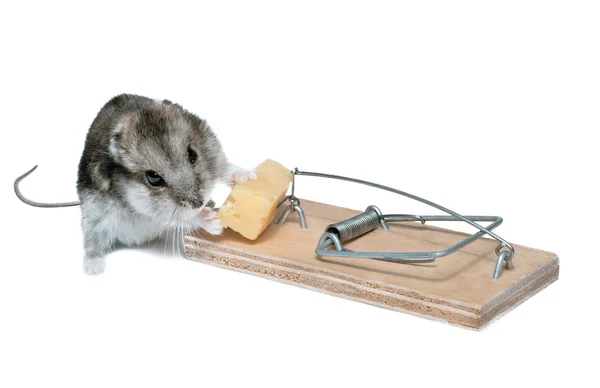 Pułapka na myszy i myszy — Zdjęcie stockowe