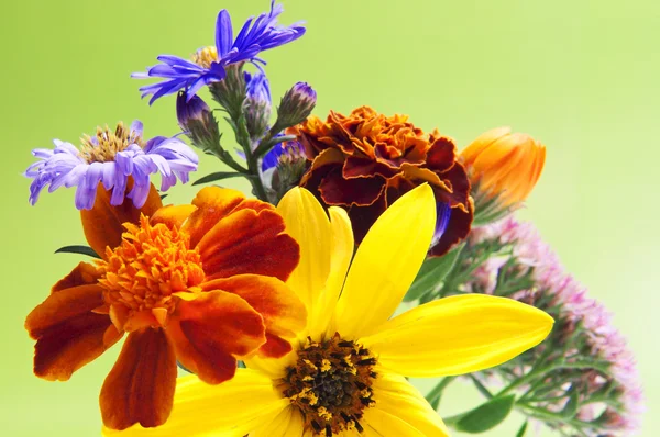 Flores de primavera —  Fotos de Stock