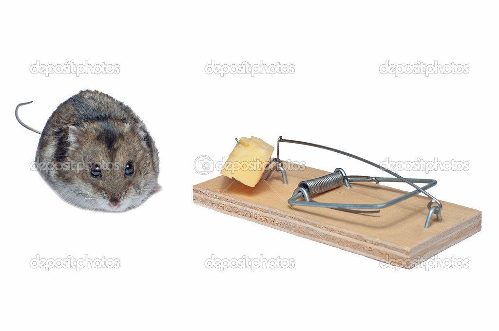 Mouse and mousetrap