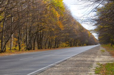 sonbahar ormana yolu