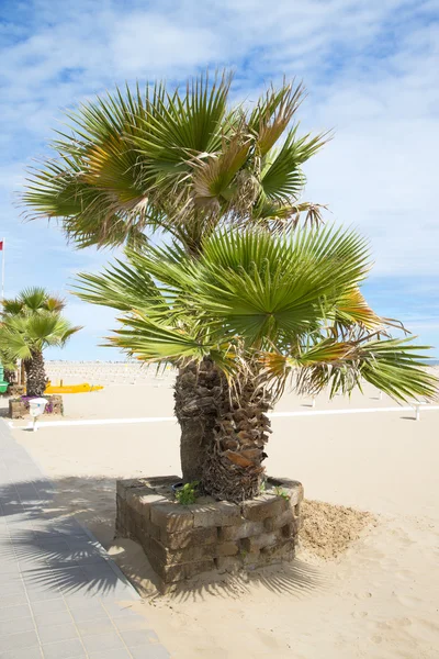Ingegoten palmen buiten — Stockfoto